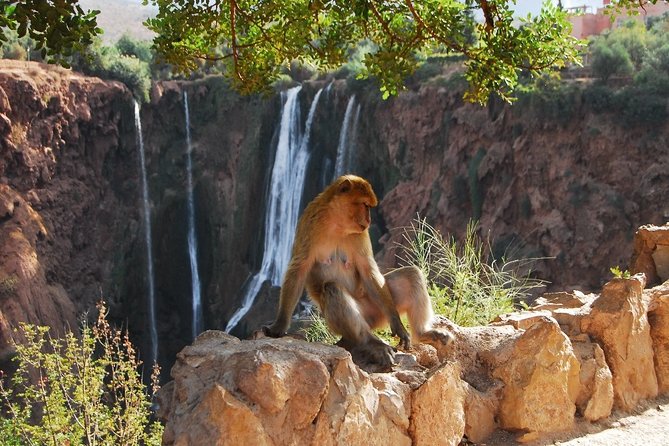 Marrakech: Ouzoud Waterfalls Day Trip & Optional Boat Ride - Booking and Availability
