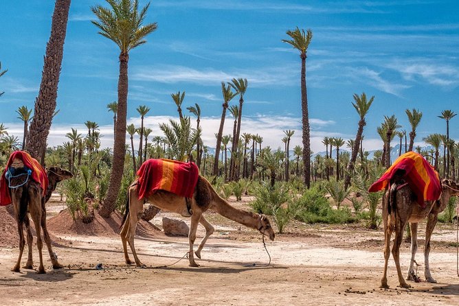 Marrakech Private Tour With Camel Ride in Palmeraie - Pricing Details