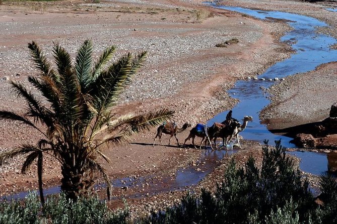 Marrakech To Ait Ben Haddou - Day Trip - Pricing and Guarantee