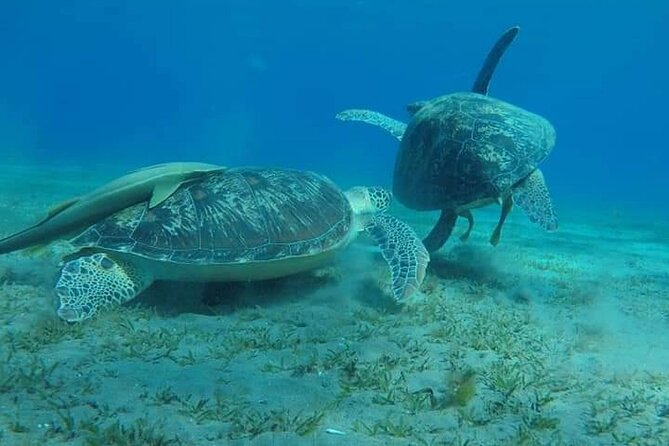 Marsa Alam From Hurghada (Abu Dabab) - Additional Information