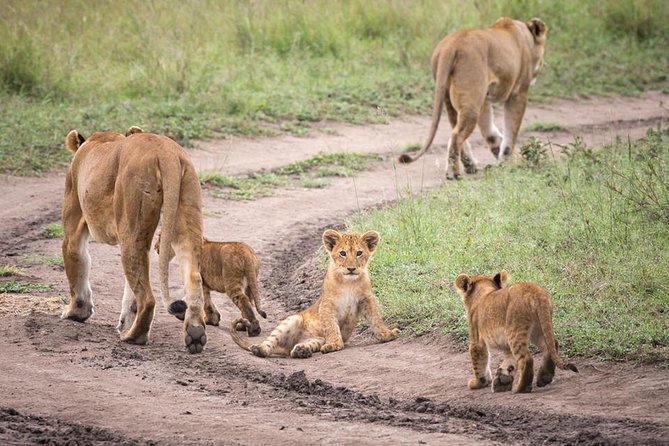 Matopos to Hwange National Park & Victoria Falls Drop Off! - Availability and Pricing
