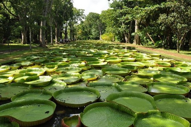 Mauritius Private North Tour (Slightseeing) - Operator Details