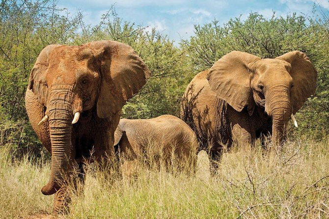 Mikumi Game Drive Safari - 2 Days - Price, Booking, and Availability