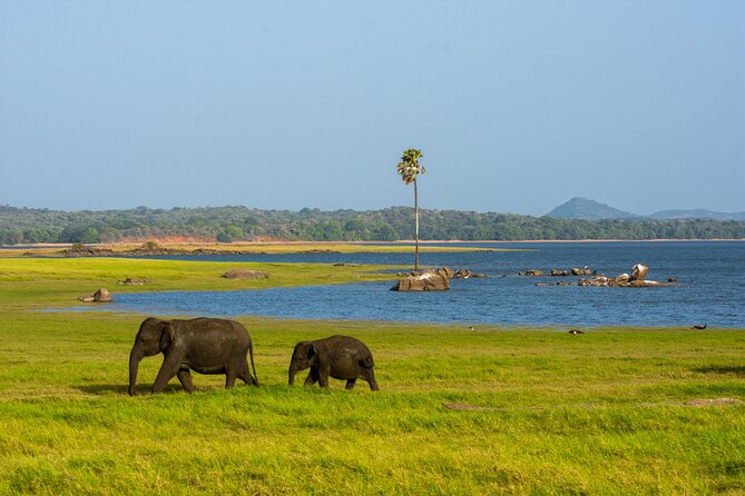 Minneriya National Park Entrance Ticket - Directions to the Park