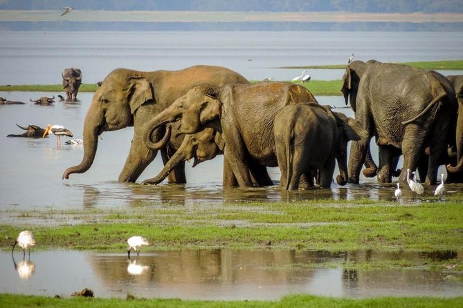 Minneriya National Park Private Jeep Safari From Habarana - Meeting and Pickup
