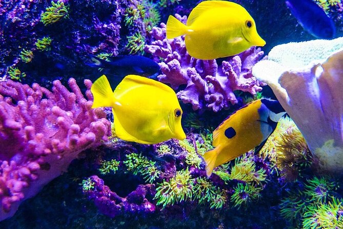Mnemba Island Tour, Secret Garden, Spice Tour, Paje Beach, The Rock Restaurant - Booking Information