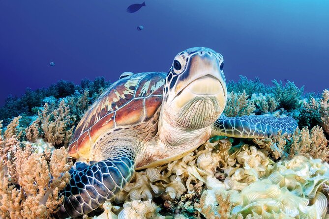 Mnemba Snorkeling, Secret Garden, Prison Island, Paje Beach, The Rock Restaurant - Pricing Information