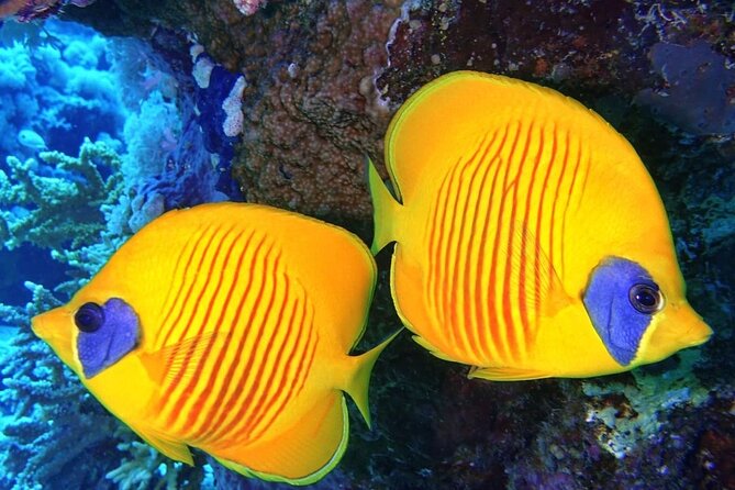 Mnemba Snorkeling Tour; Kuza Cave Tour; Paje Beach; The Rock Restaurant Zanzibar - Participation Criteria