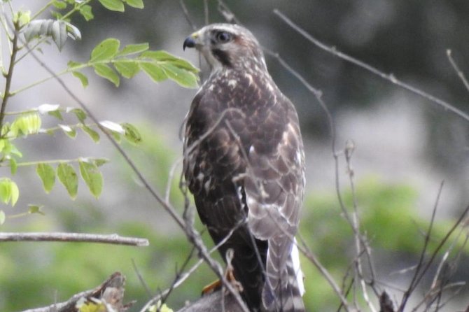 Monteverde Birdwatching Guided Tour - The Sum Up
