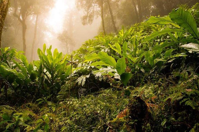 Mount Fansipan 2 Days Trek - Local Cuisine Experience
