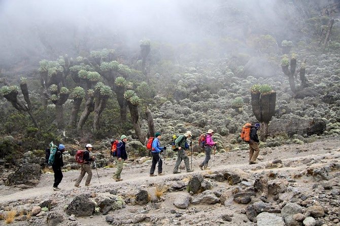 Mount Kilimanjaro Day Tour – Marangu Route - Booking Information