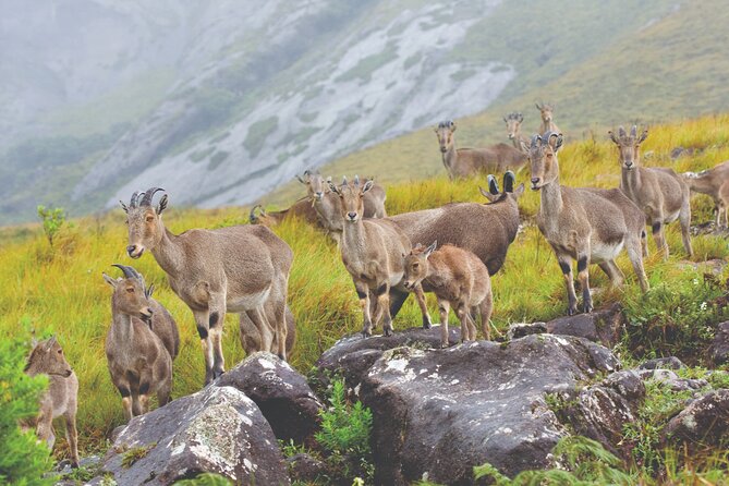 Munnar 3-Day Private Sightseeing Tour From Madurai - Price and Booking Details