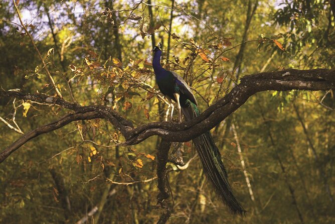 Nagpur to Pench, Satpura & Kanha National Park, Tiger Safari Tour - Journey to Kanha National Park