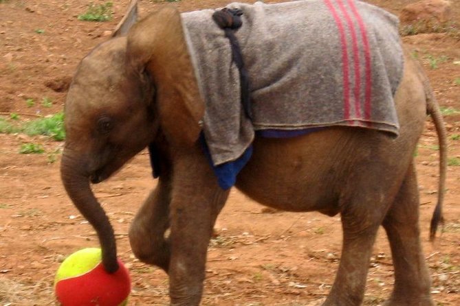 Nairobi Guided Day Tour to Giraffe Center & Elephant Orphanage - Operator Information