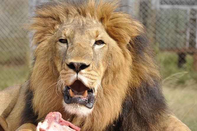 Nairobi Kenya Safari Zoo Family Tour - Important Information