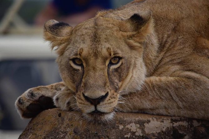 Nairobi Morning Safari/elephant Orphanage/giraffe Centre - Tour Itinerary Overview