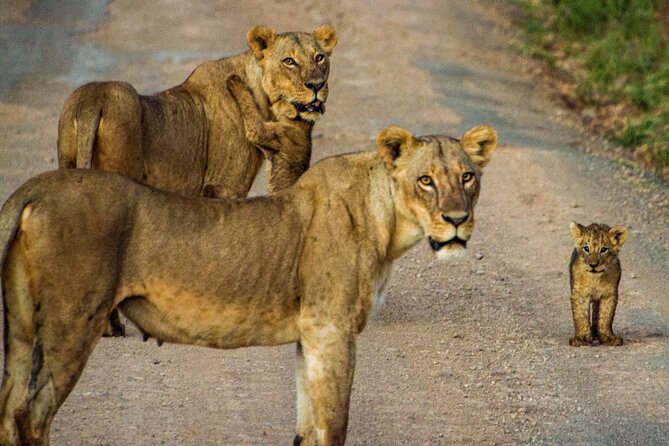 Nairobi National Park and Giraffe Center Private Guided Tour - Customer Reviews