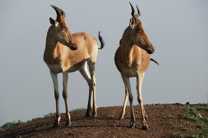 Nairobi National Park Drives - Booking and Pricing
