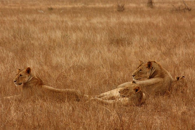 Nairobi Park Morning Safari & Visit to Giraffe Centre - Booking Options