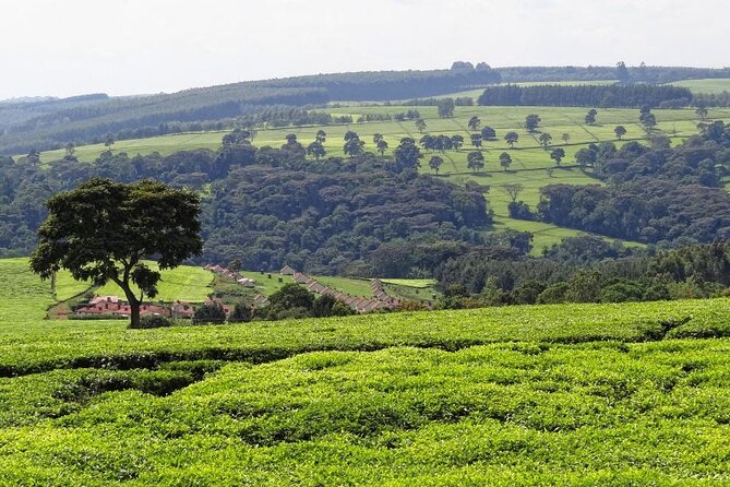 Nairobi to Kiambethu Tea Farm Tour - Meeting and Pickup