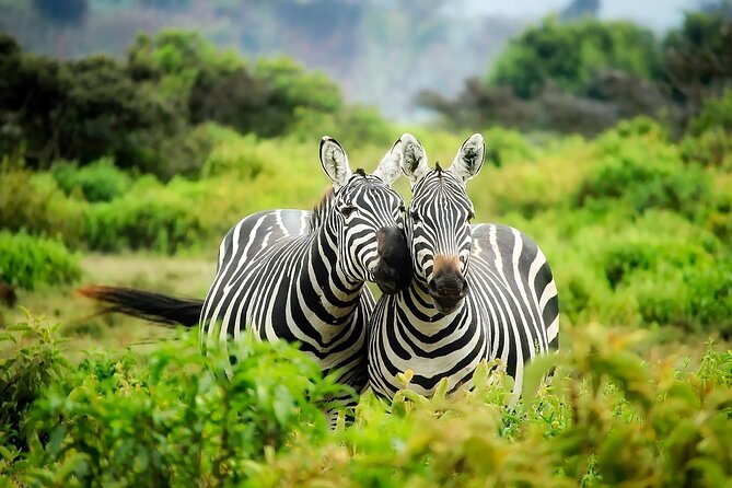Nairobis Wild Heart: A Safari & Heritage Quest - Cultural Immersion