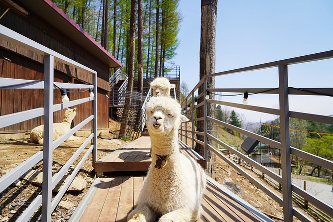 Nami Island/Alpaca/Rail Bike/Petite France/Morning Calm Tour - Additional Information for Participants