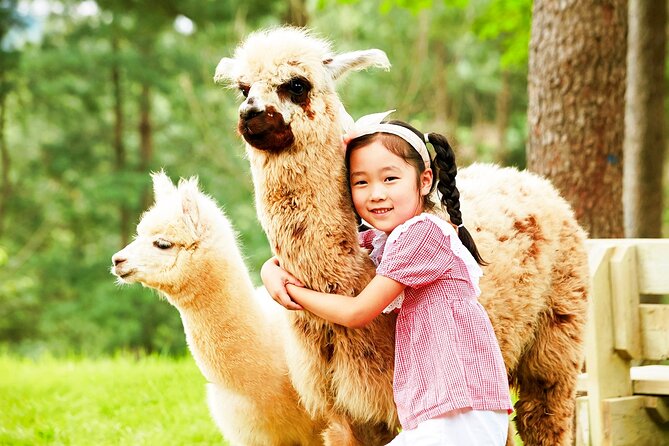 Nami Island+Alpaca+Gapyeong Rail Bike+Garden of Morning Calm - The Sum Up