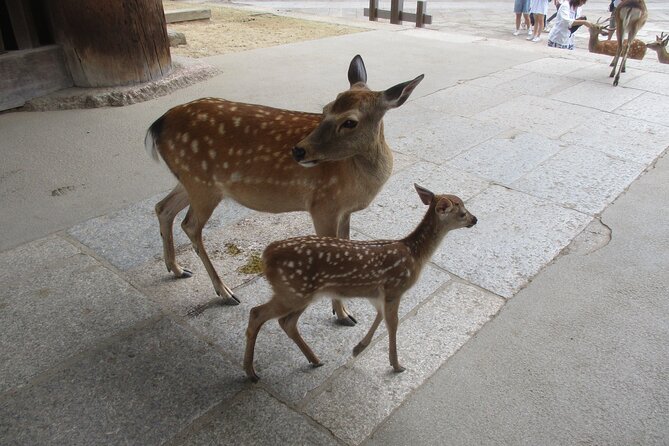Nara ITALIAN GUIDE, Shared Tour Giant Buddha, Deer in the City - Sightseeing Highlights