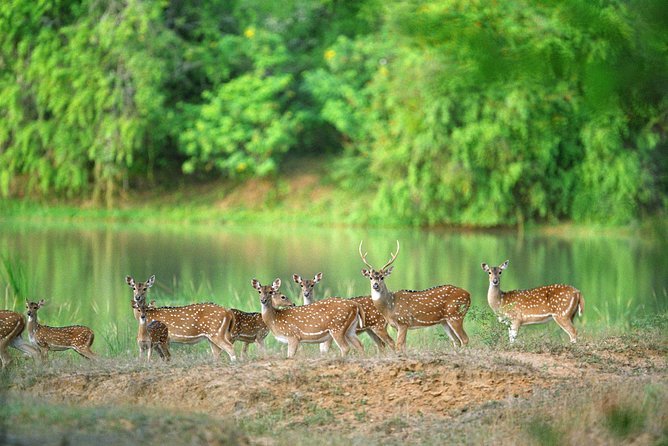 Nature & Wildlife - 10 Days Tour - Day 6: Bird Watching Excursion