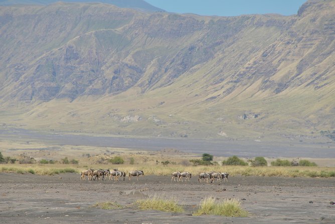 Ngorongoro Crater Day Tour From Moshi - Pickup Locations