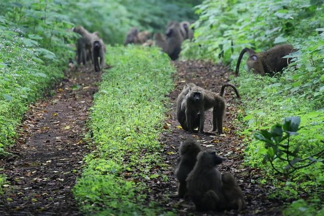 Ngurdoto Crater (Mount Meru) Full-day Tour - Directions