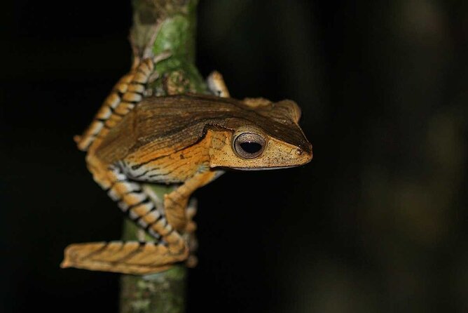 Night Frogs Tour at Kubah National Park - Accessibility and Clothing Guidelines