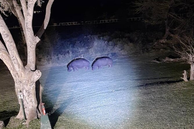 Night Safari Drive With 4x4 Around Vic Falls - Price and Options