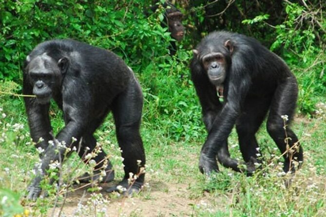 Ol Pejeta Conservancy & Chimpanzee Sanctuary Full Day Tour - Directions