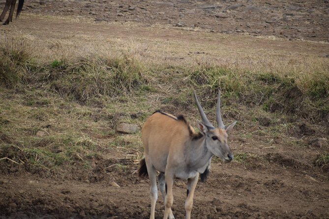 Olpejeta Lake Nakuru & Masai Mara 5 Days and 4 Nights. - Meal Plan and Dining Options