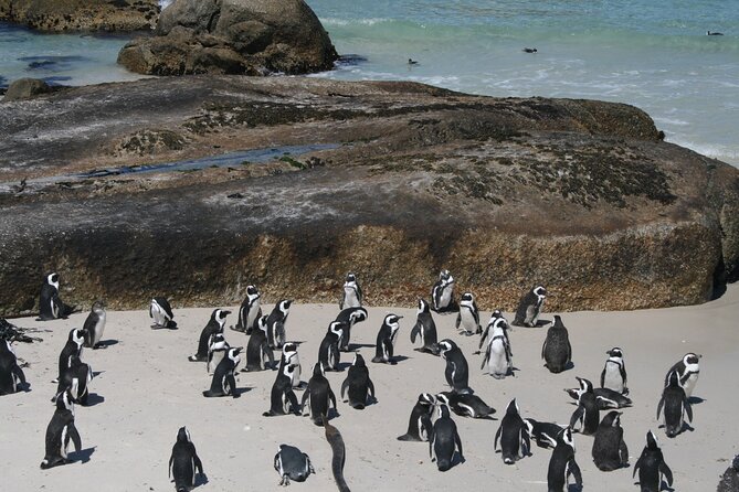 One Day Cape of Good and Penguin Colony Expedition From Cape Town - Accessibility and Private Tour