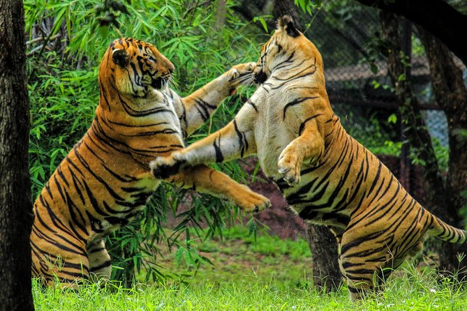 One Way Tour From Agra To Jaipur With Ranthambore Tiger Safari - Meeting and Pickup