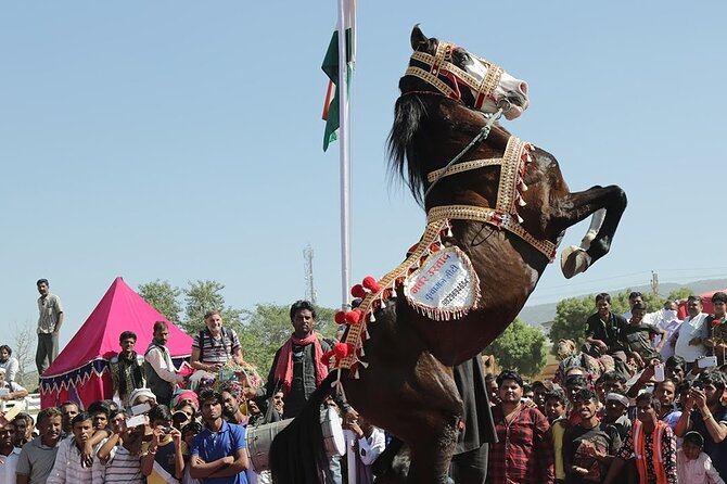 One Way Transfer From Jaipur To Pushkar in AC Vehicle With Lunch - Pricing and Booking