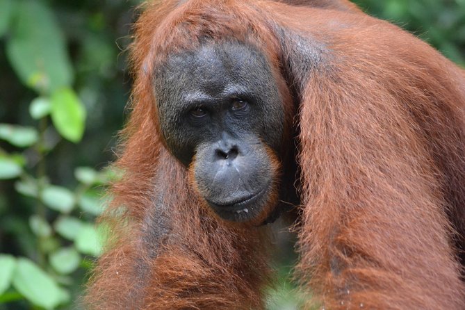 Orangutan Tanjung Puting Wildlife Trail & Arut River 5 Days - Frequently Asked Questions