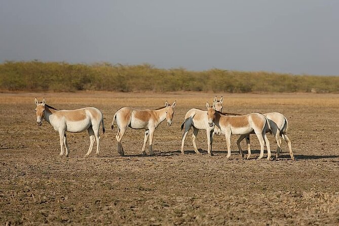 Overnight Trip To Little Rann Of Kutch From Ahmedabad - Overnight Stay Experience