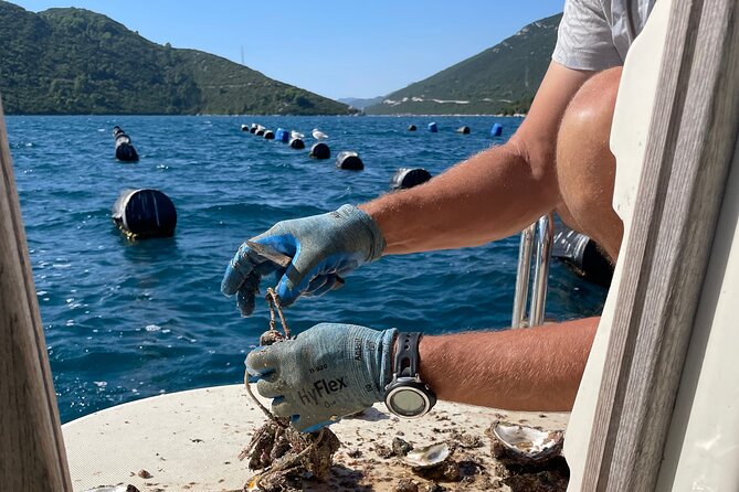 Oyster and Wine Tour