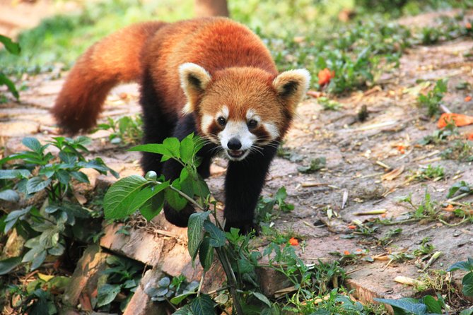 Panda Tour and Chengdu Food Adventure - Pricing Information