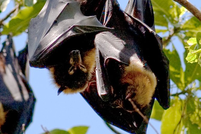 Pemba Flying Fox Forest - Safety and Accessibility