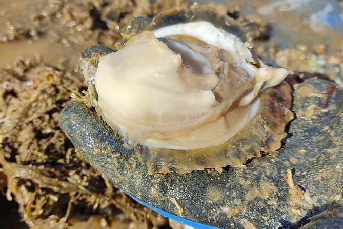 Perfect Private Oyster and Wine Tasting With Boat Ride - Important Details