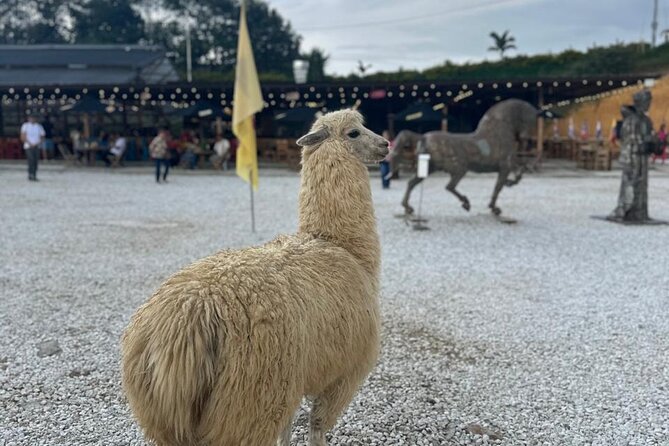 Piedra Del Peñol + El Alto Del Chocho Farm + Boat Tour