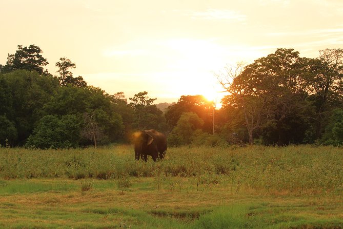 Polonnaruwa Ancient Kingdom and Wild Elephant Safari From Kandy - Private Guide & Vehicle