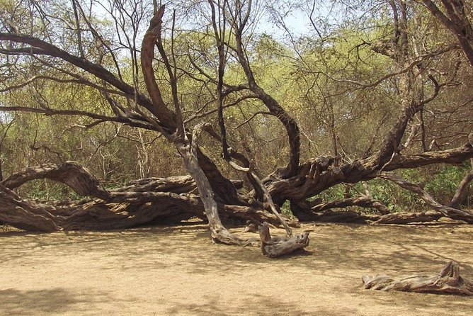 Pomac Forest Historic Sanctuary & Sican Museum - Start Time and Additional Information
