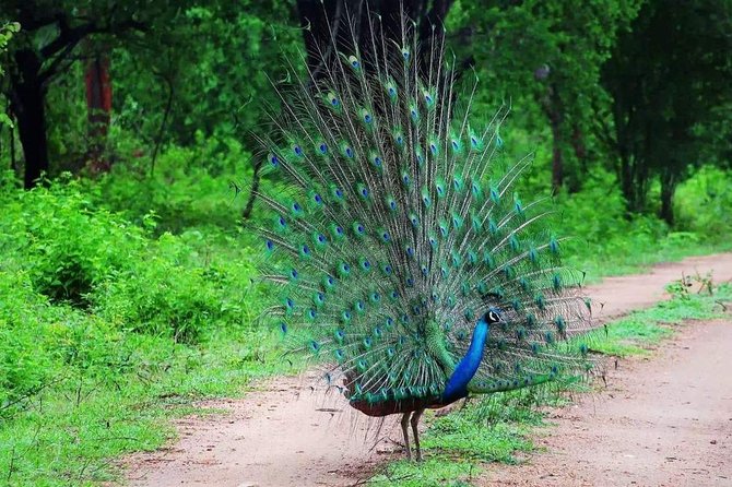 Private 02 Day Leopard Safari in Yala From Colombo - Important Notes for Travelers