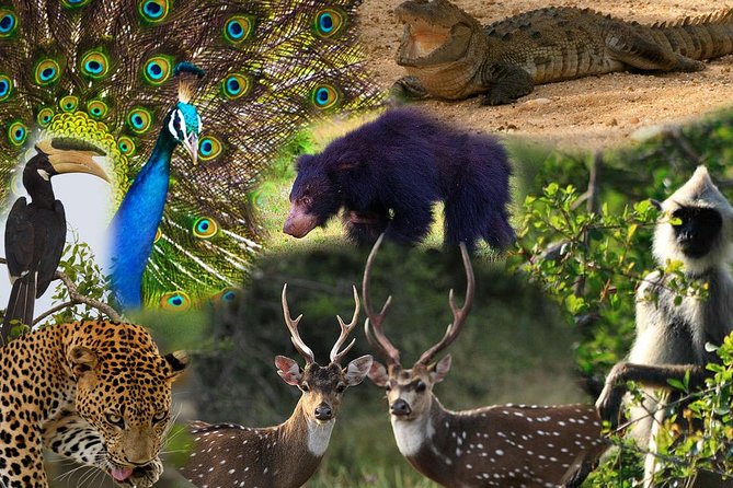 Private 02 Day Leopard Safari in Yala From Colombo - English-speaking Driver