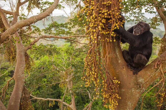 Private 10 Days Primate Experience and Queen Elizabeth Safari Tour - Additional Information